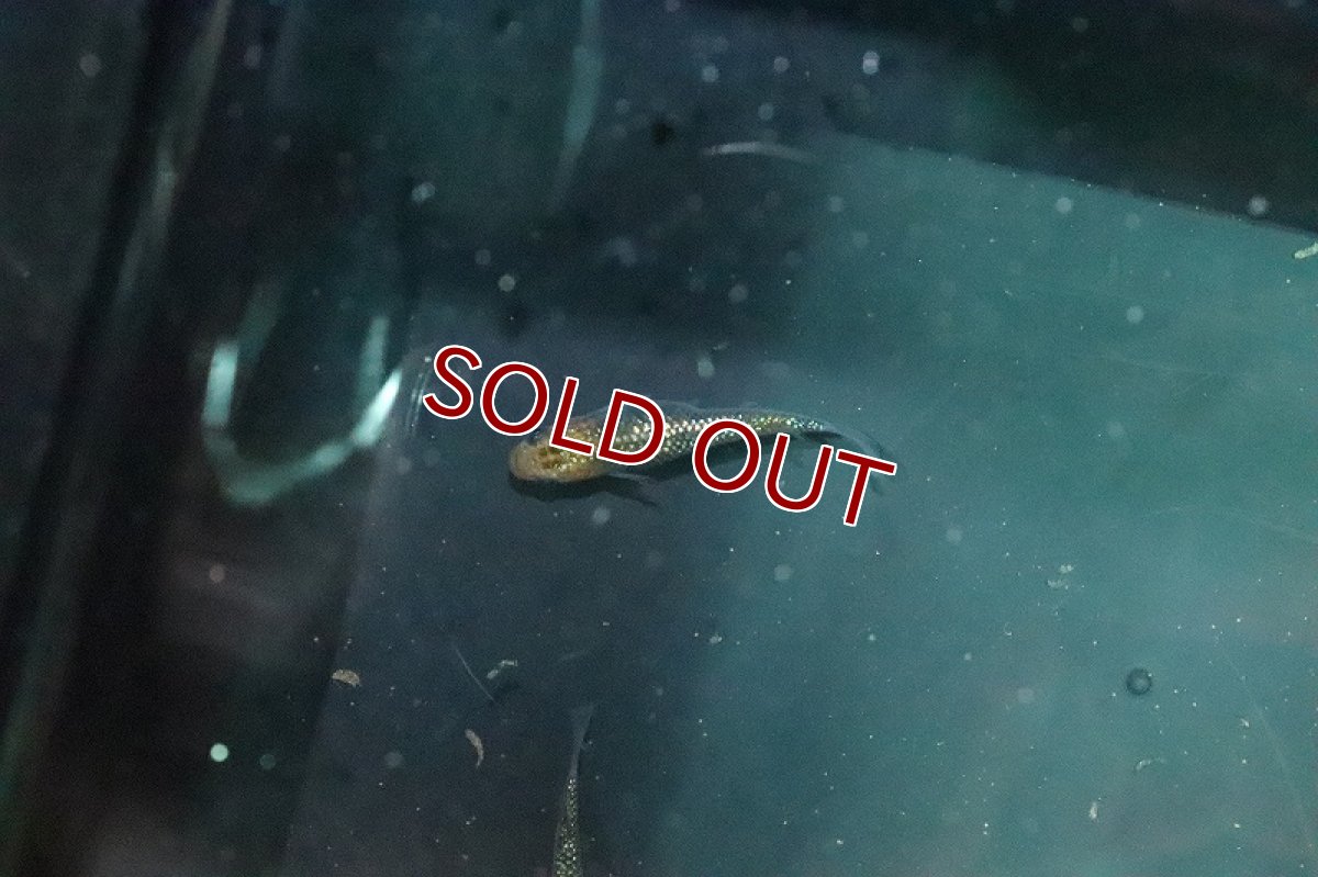 画像2: 【淡水魚】サボラメメダカ【１匹 サンプル画像】(変わりメダカ)(生体)(熱帯魚)NKKM (2)