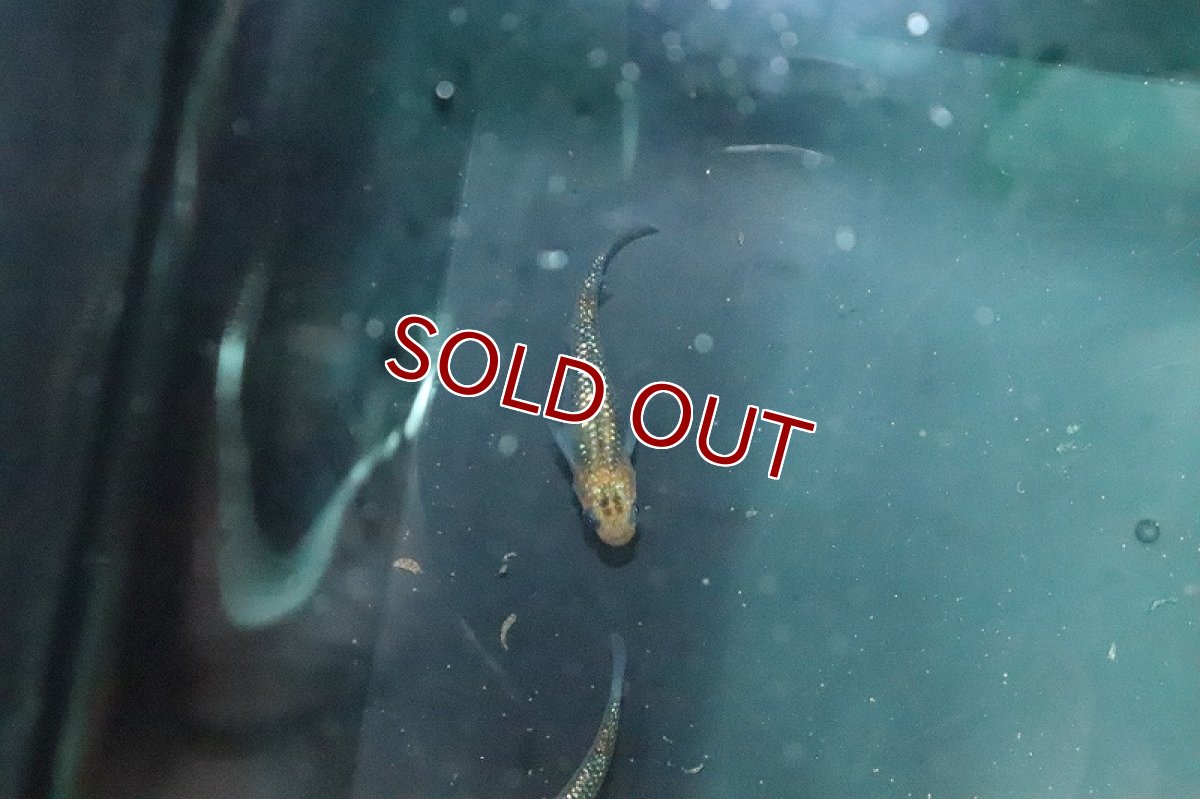 画像3: 【淡水魚】サボラメメダカ【１匹 サンプル画像】(変わりメダカ)(生体)(熱帯魚)NKKM (3)