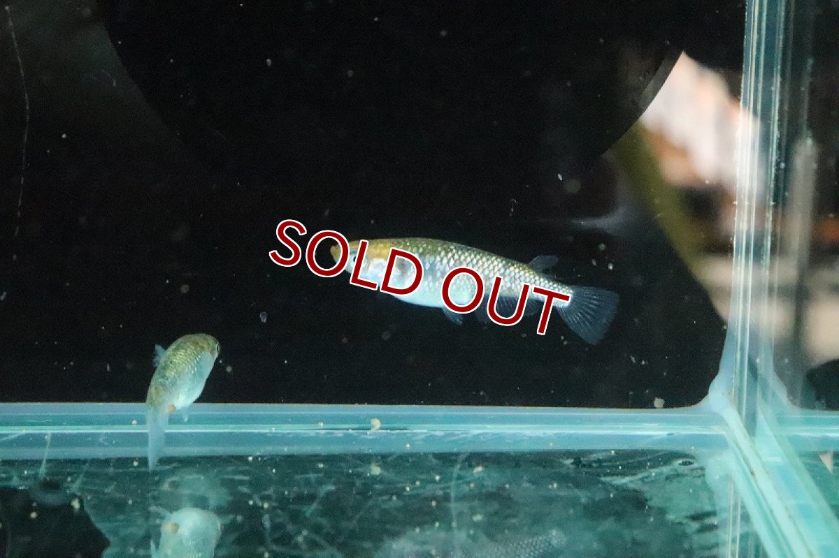 画像4: 【淡水魚】サボラメメダカ【１匹 サンプル画像】(変わりメダカ)(生体)(熱帯魚)NKKM (4)