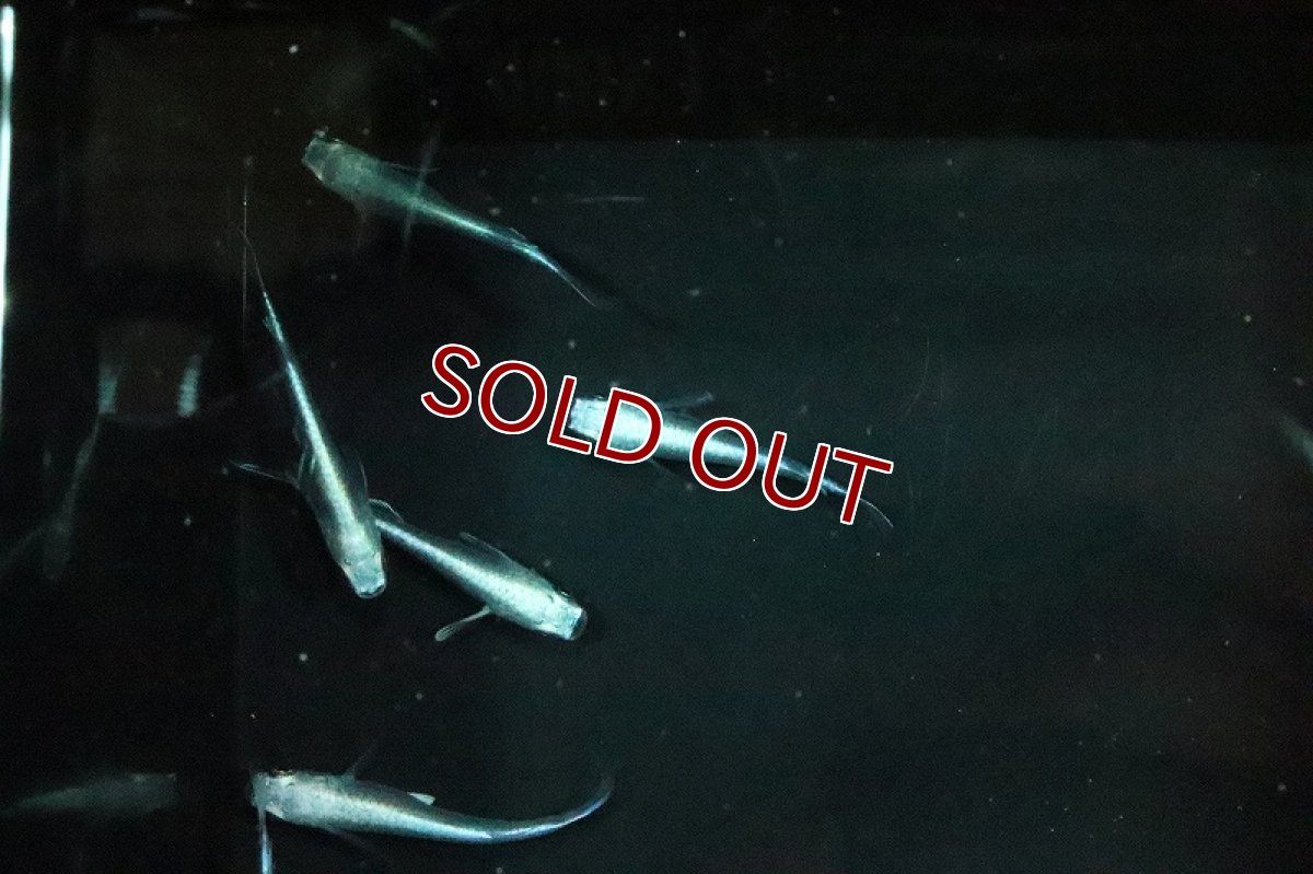 画像2: 【淡水魚】サンセット極龍メダカ【１匹 サンプル画像】(変わりメダカ)(生体)(熱帯魚)NKKM (2)