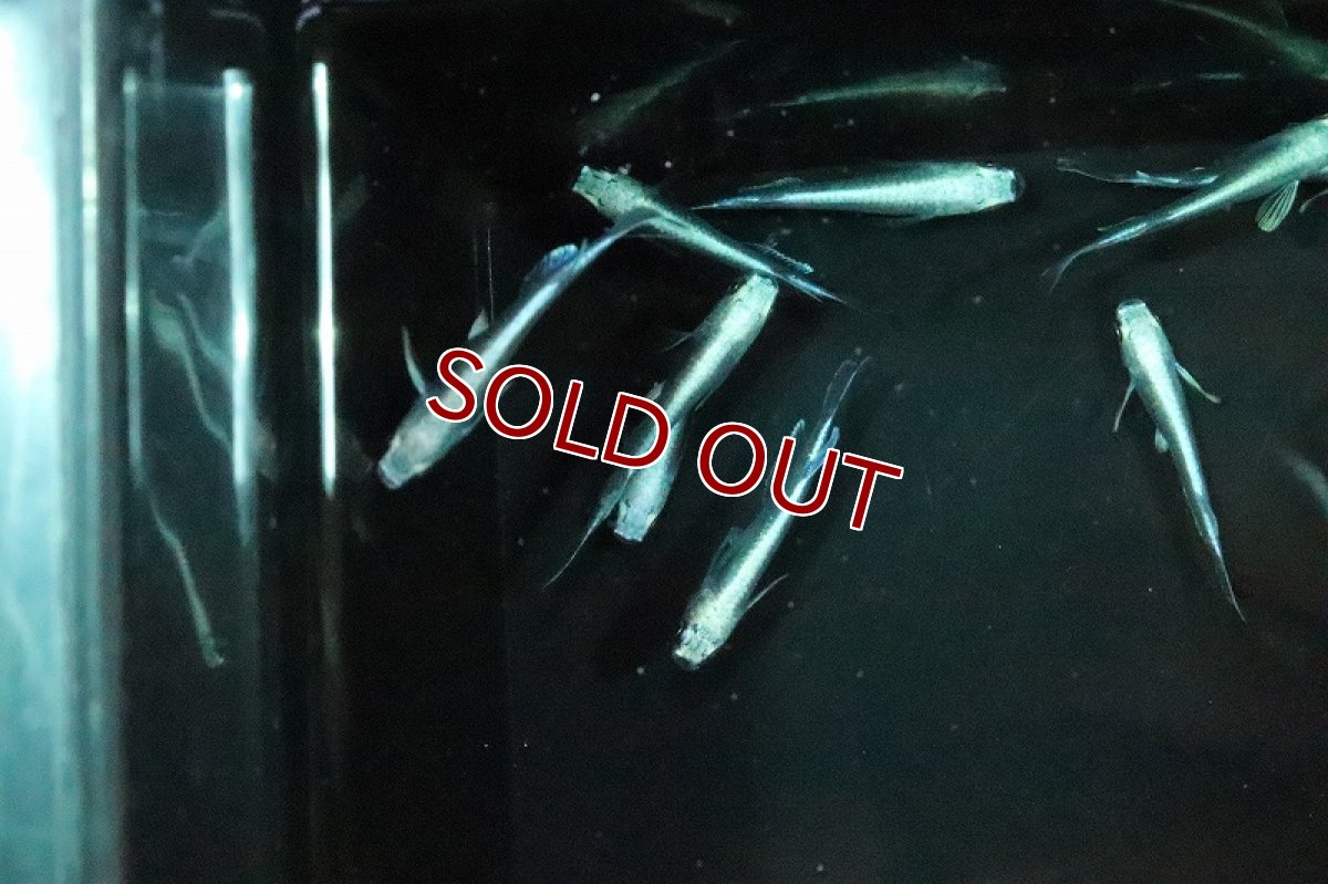 画像3: 【淡水魚】サンセット極龍メダカ【１匹 サンプル画像】(変わりメダカ)(生体)(熱帯魚)NKKM (3)