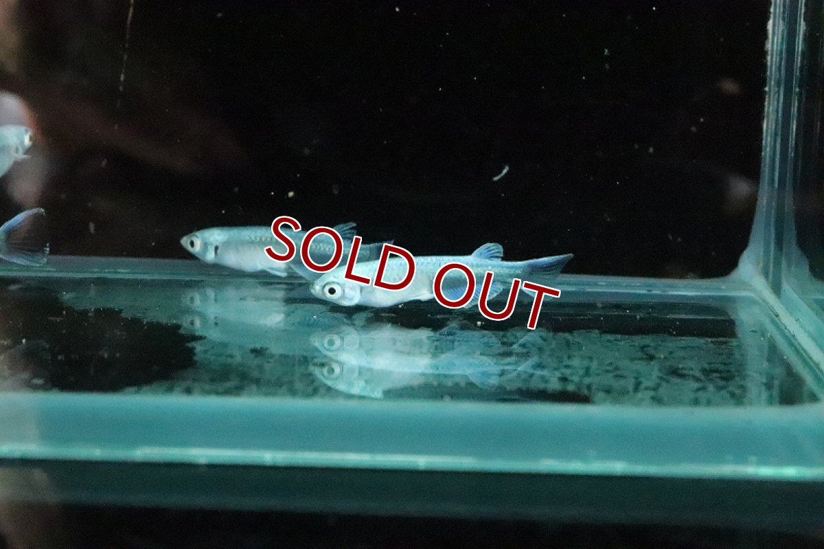 画像4: 【淡水魚】サンセット極龍メダカ【１匹 サンプル画像】(変わりメダカ)(生体)(熱帯魚)NKKM (4)