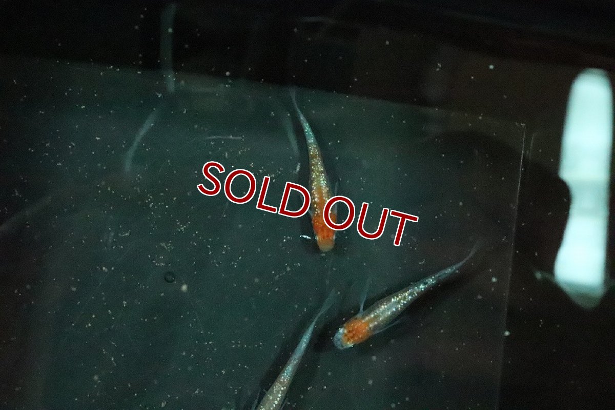 画像2: 【淡水魚】上物 忘却の翼メダカ【１匹 サンプル画像】(変わりメダカ)(生体)(熱帯魚)NKKM (2)