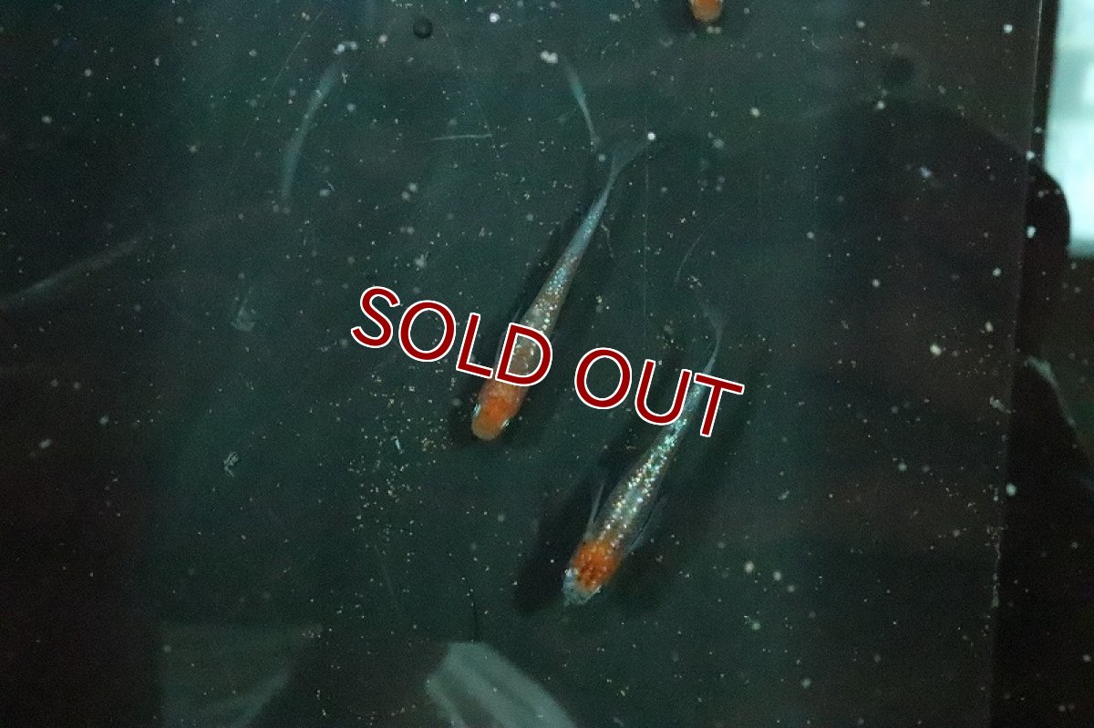 画像3: 【淡水魚】上物 忘却の翼メダカ【１匹 サンプル画像】(変わりメダカ)(生体)(熱帯魚)NKKM (3)