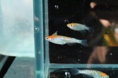 画像4: 【淡水魚】【通販】上物 忘却の翼メダカ【１匹 サンプル画像】(変わりメダカ)(生体)(熱帯魚)NKKM (4)