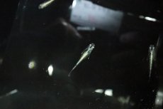 画像1: 【淡水魚】【通販】緑光メダカ サバの極み【１匹 サンプル画像】(変わりめだか)(生体)(熱帯魚)NKKM (1)