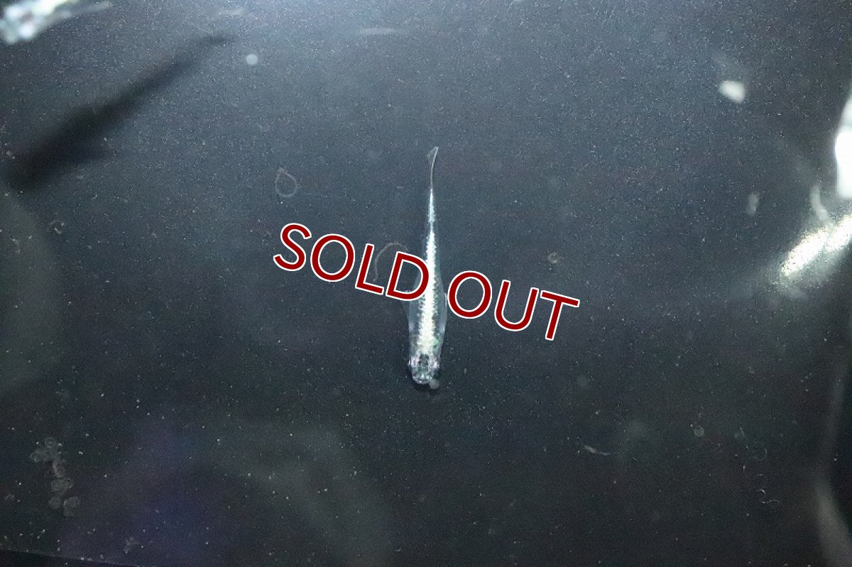 画像2: 【淡水魚】緑光メダカ サバの極み【１匹 サンプル画像】(変わりめだか)(生体)(熱帯魚)NKKM (2)