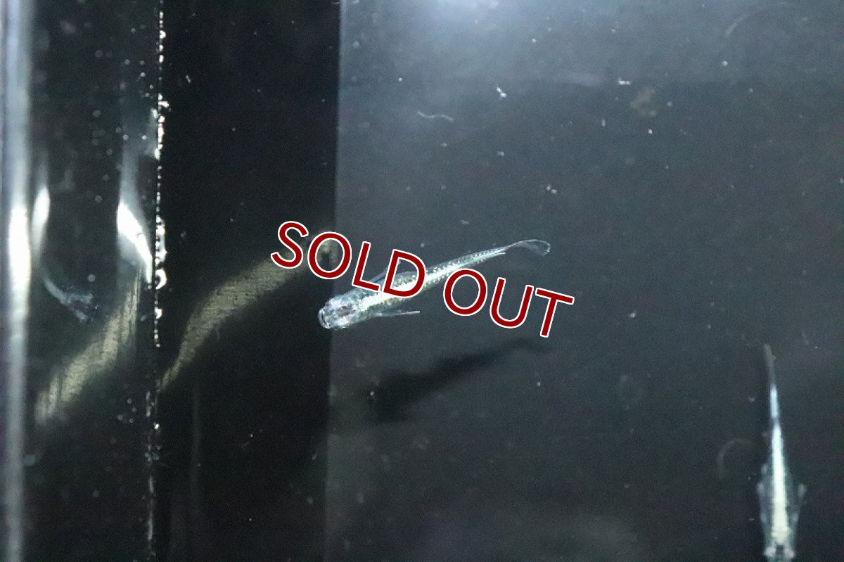 画像3: 【淡水魚】緑光メダカ サバの極み【１匹 サンプル画像】(変わりめだか)(生体)(熱帯魚)NKKM (3)