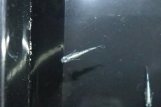画像3: 【淡水魚】【通販】緑光メダカ サバの極み【１匹 サンプル画像】(変わりめだか)(生体)(熱帯魚)NKKM (3)