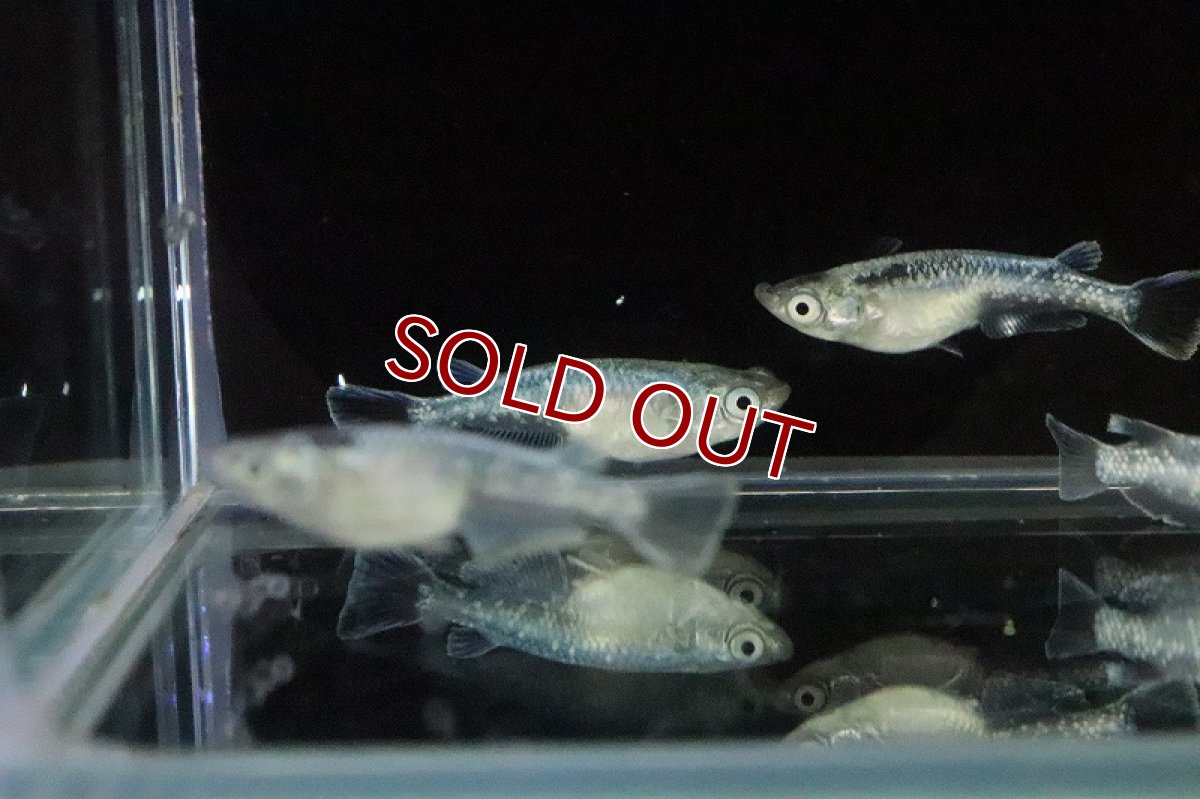 画像4: 【淡水魚】緑光メダカ サバの極み【１匹 サンプル画像】(変わりめだか)(生体)(熱帯魚)NKKM (4)