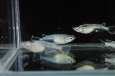 画像4: 【淡水魚】【通販】緑光メダカ サバの極み【１匹 サンプル画像】(変わりめだか)(生体)(熱帯魚)NKKM (4)