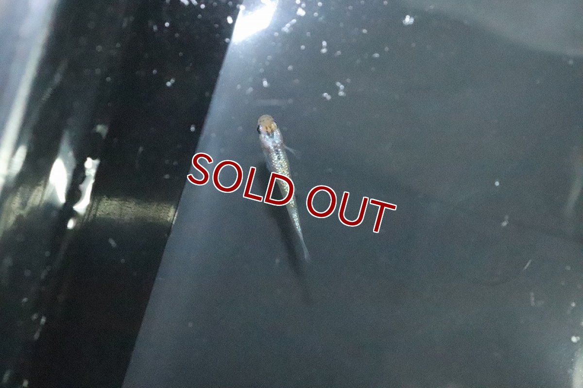 画像2: 【淡水魚】宮桜メダカ 桃ちゃんめだかブリード【１匹 サンプル画像】(変わりめだか)(生体)(熱帯魚)NKKM (2)