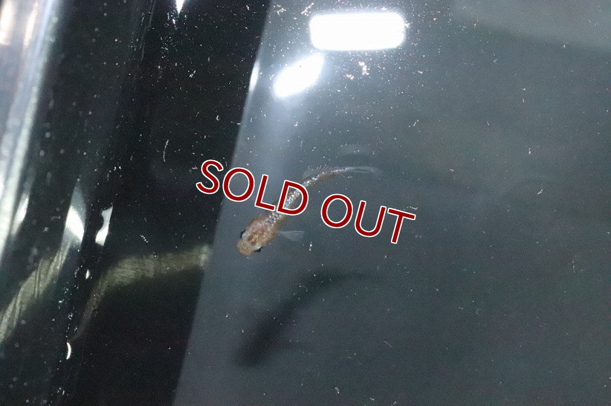 画像3: 【淡水魚】宮桜メダカ 桃ちゃんめだかブリード【１匹 サンプル画像】(変わりめだか)(生体)(熱帯魚)NKKM (3)