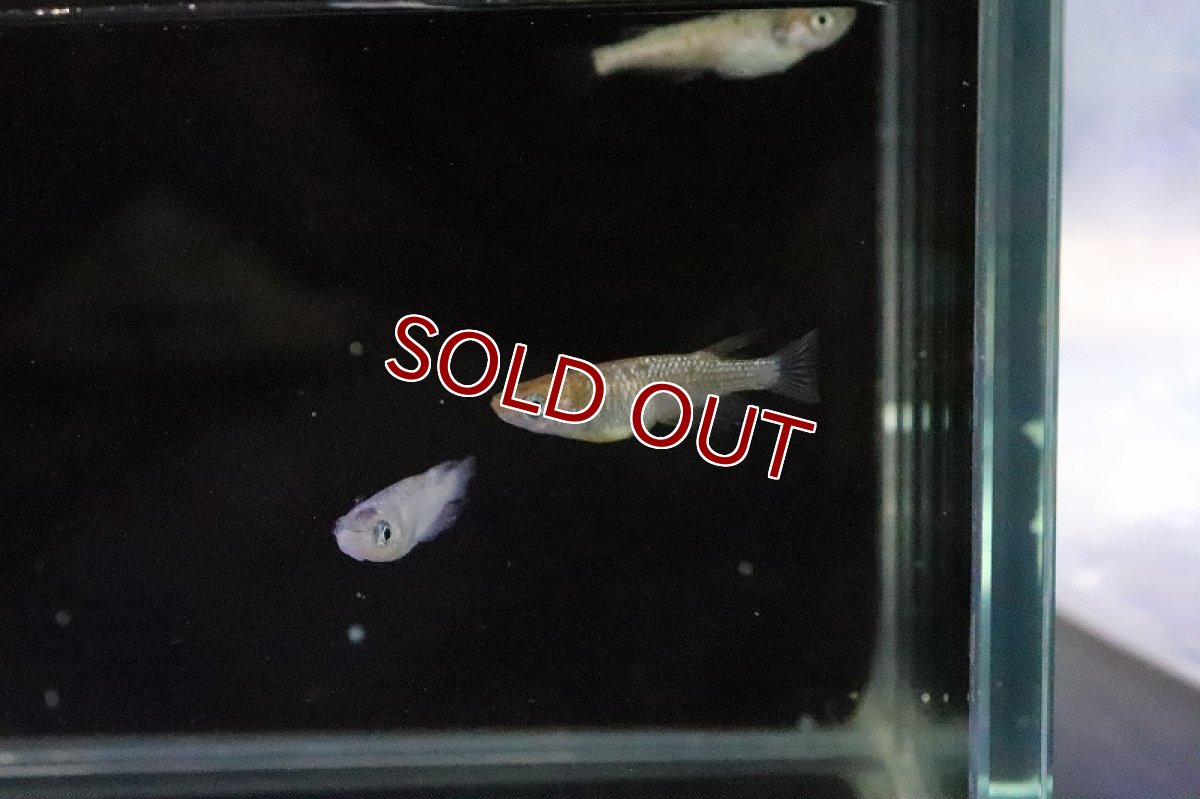 画像4: 【淡水魚】宮桜メダカ 桃ちゃんめだかブリード【１匹 サンプル画像】(変わりめだか)(生体)(熱帯魚)NKKM (4)