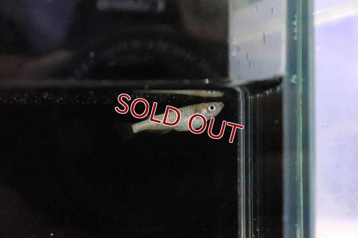 画像5: 【淡水魚】宮桜メダカ 桃ちゃんめだかブリード【１匹 サンプル画像】(変わりめだか)(生体)(熱帯魚)NKKM (5)