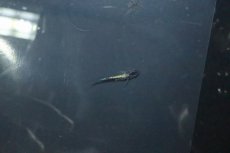 画像1: 【淡水魚】【通販】黒ラメ 体外光メダカ【１匹 サンプル画像】(変わりめだか)(生体)(熱帯魚)NKKM (1)