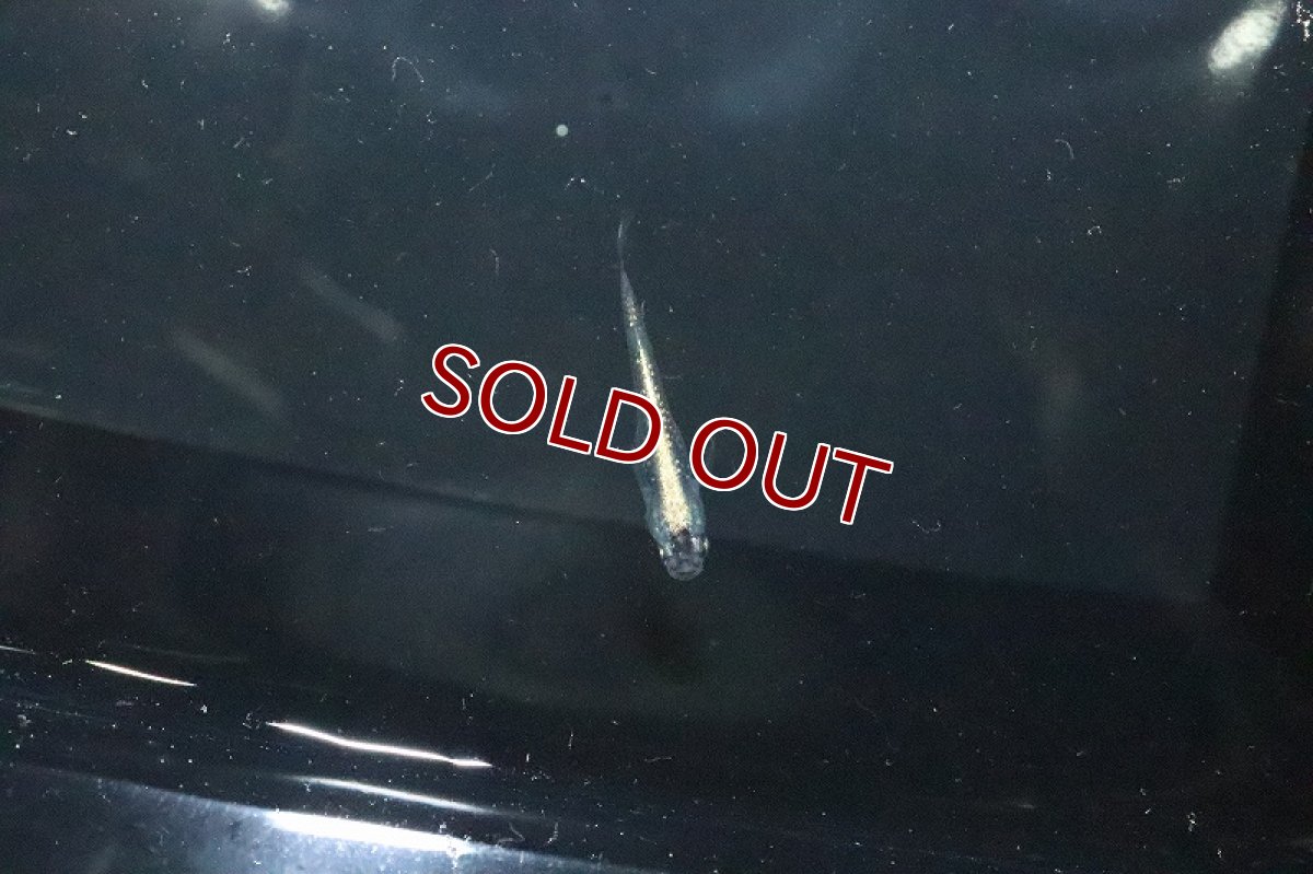 画像2: 【淡水魚】黒ラメ 体外光メダカ【１匹 サンプル画像】(変わりめだか)(生体)(熱帯魚)NKKM (2)