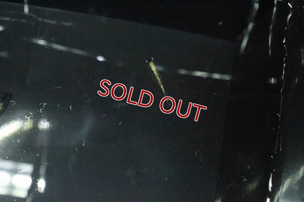 画像3: 【淡水魚】黒ラメ 体外光メダカ【１匹 サンプル画像】(変わりめだか)(生体)(熱帯魚)NKKM (3)