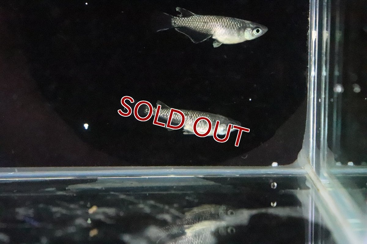 画像4: 【淡水魚】黒ラメ 体外光メダカ【１匹 サンプル画像】(変わりめだか)(生体)(熱帯魚)NKKM (4)