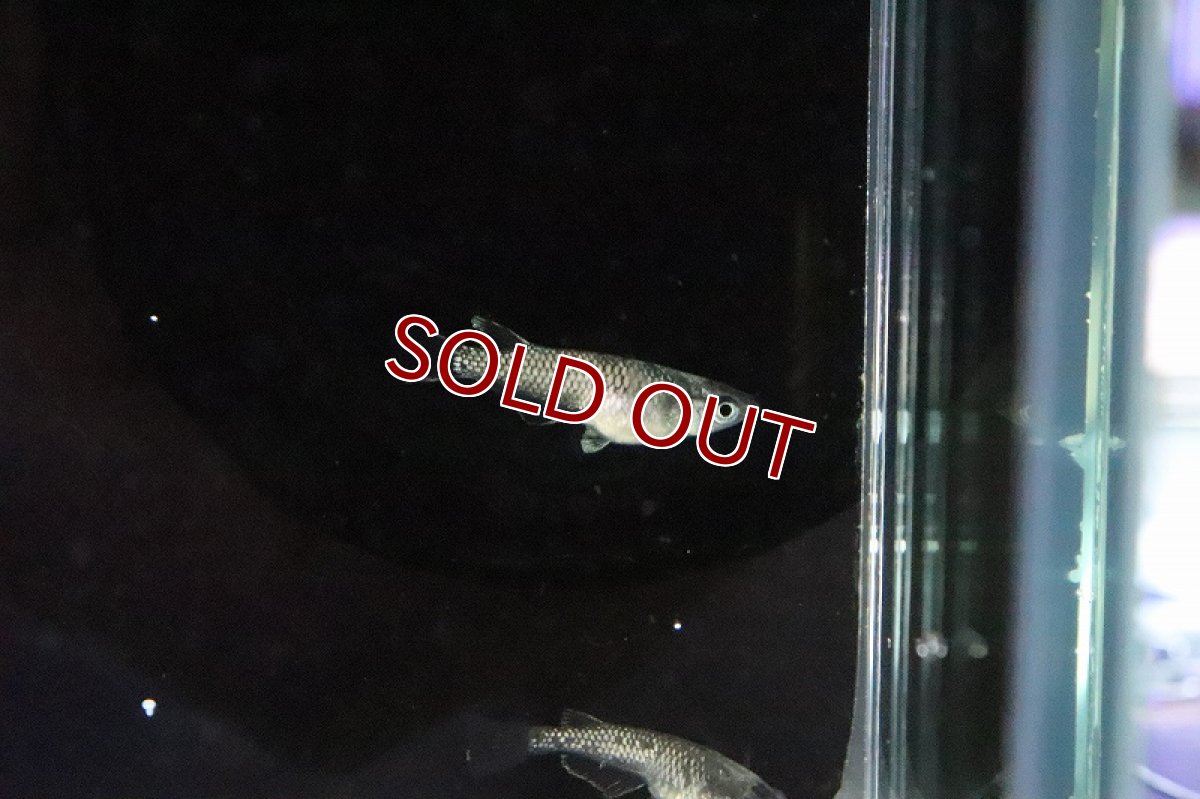 画像5: 【淡水魚】黒ラメ 体外光メダカ【１匹 サンプル画像】(変わりめだか)(生体)(熱帯魚)NKKM (5)