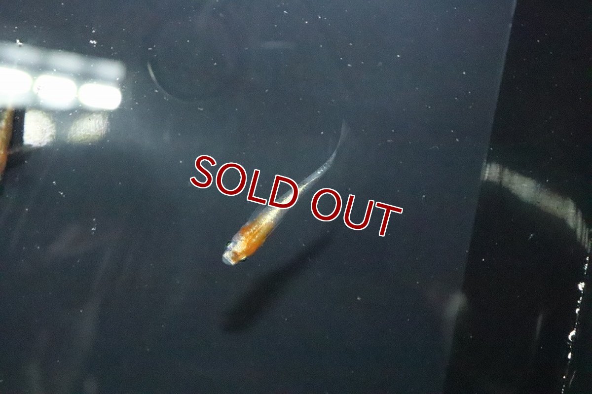 画像2: 【淡水魚】三色体外光メダカ 宮本浩克氏ブリード【１匹 サンプル画像】(変わりめだか)(生体)(熱帯魚)NKKM (2)