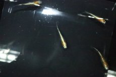 画像3: 【淡水魚】【通販】三色体外光メダカ 宮本浩克氏ブリード【１匹 サンプル画像】(変わりめだか)(生体)(熱帯魚)NKKM (3)