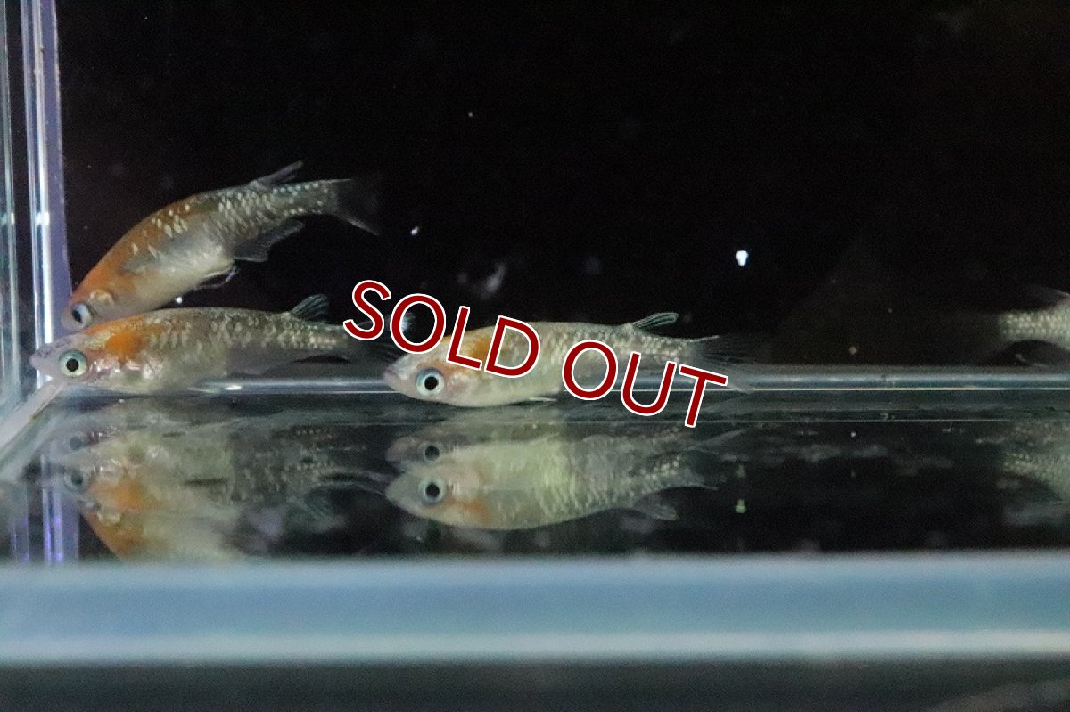 画像4: 【淡水魚】三色体外光メダカ 宮本浩克氏ブリード【１匹 サンプル画像】(変わりめだか)(生体)(熱帯魚)NKKM (4)