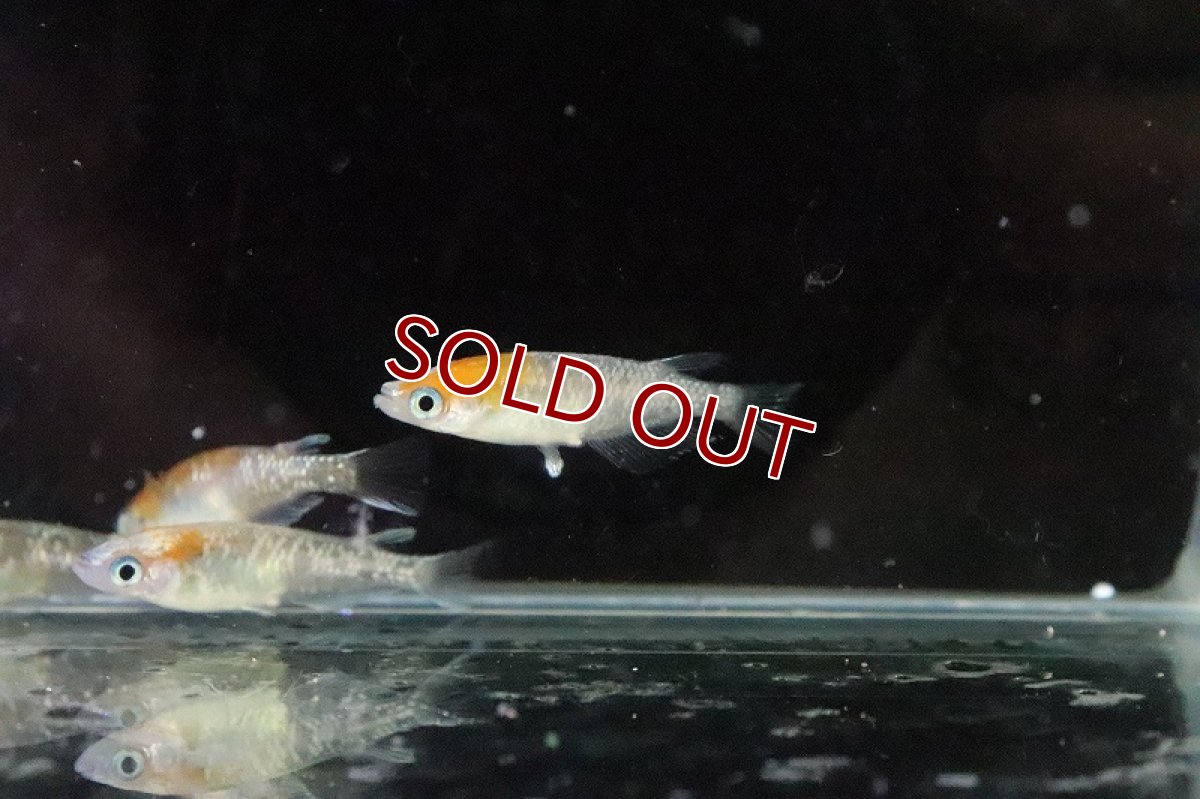 画像5: 【淡水魚】三色体外光メダカ 宮本浩克氏ブリード【１匹 サンプル画像】(変わりめだか)(生体)(熱帯魚)NKKM (5)