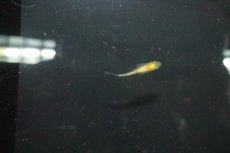 画像1: 【淡水魚】【通販】黄桜ラメメダカ【１匹 サンプル画像】(変わりめだか)(生体)(熱帯魚)NKKM (1)