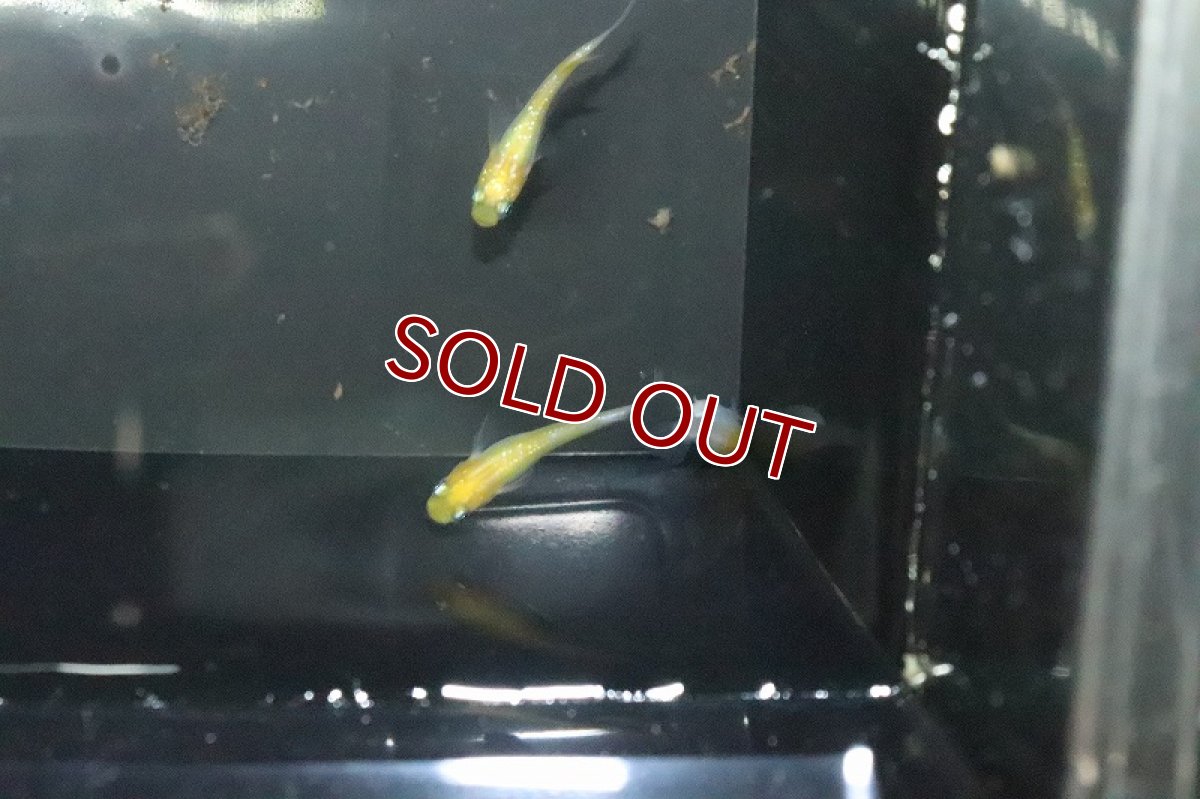 画像2: 【淡水魚】黄桜ラメメダカ【１匹 サンプル画像】(変わりめだか)(生体)(熱帯魚)NKKM (2)
