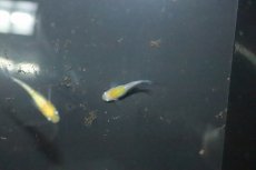 画像3: 【淡水魚】【通販】黄桜ラメメダカ【１匹 サンプル画像】(変わりめだか)(生体)(熱帯魚)NKKM (3)