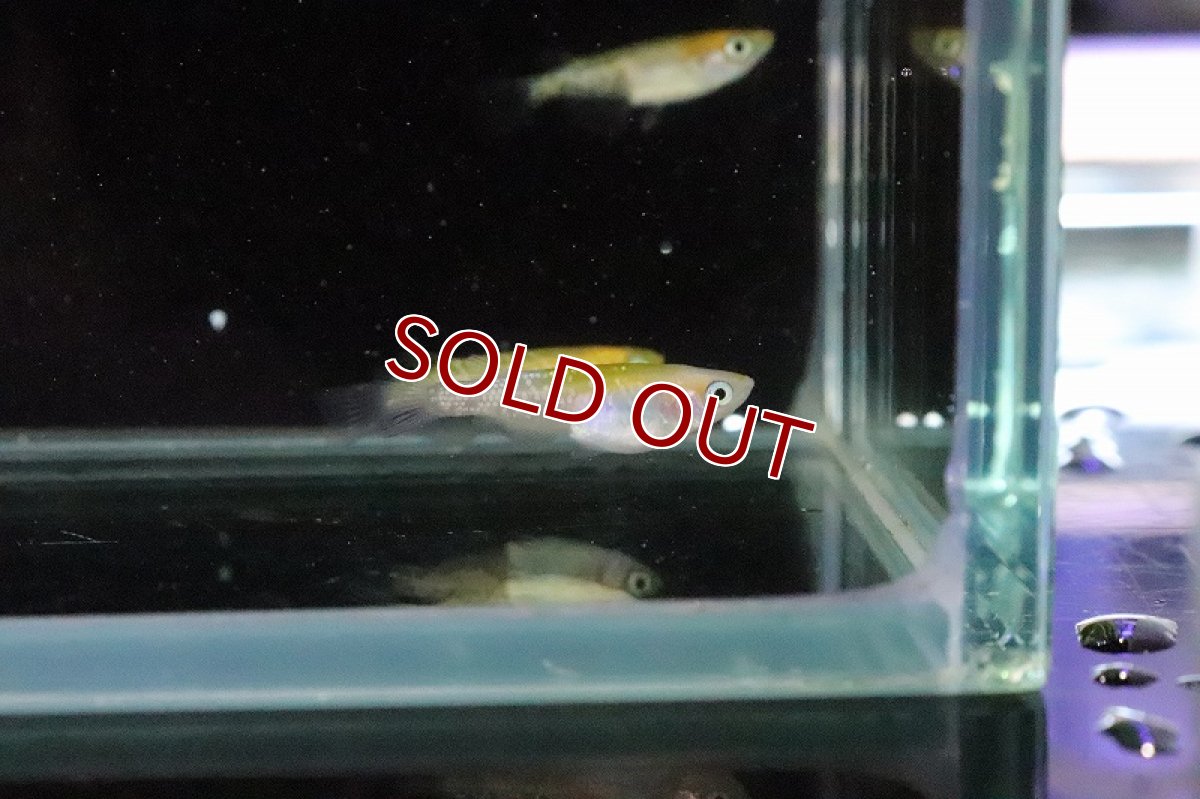 画像4: 【淡水魚】黄桜ラメメダカ【１匹 サンプル画像】(変わりめだか)(生体)(熱帯魚)NKKM (4)