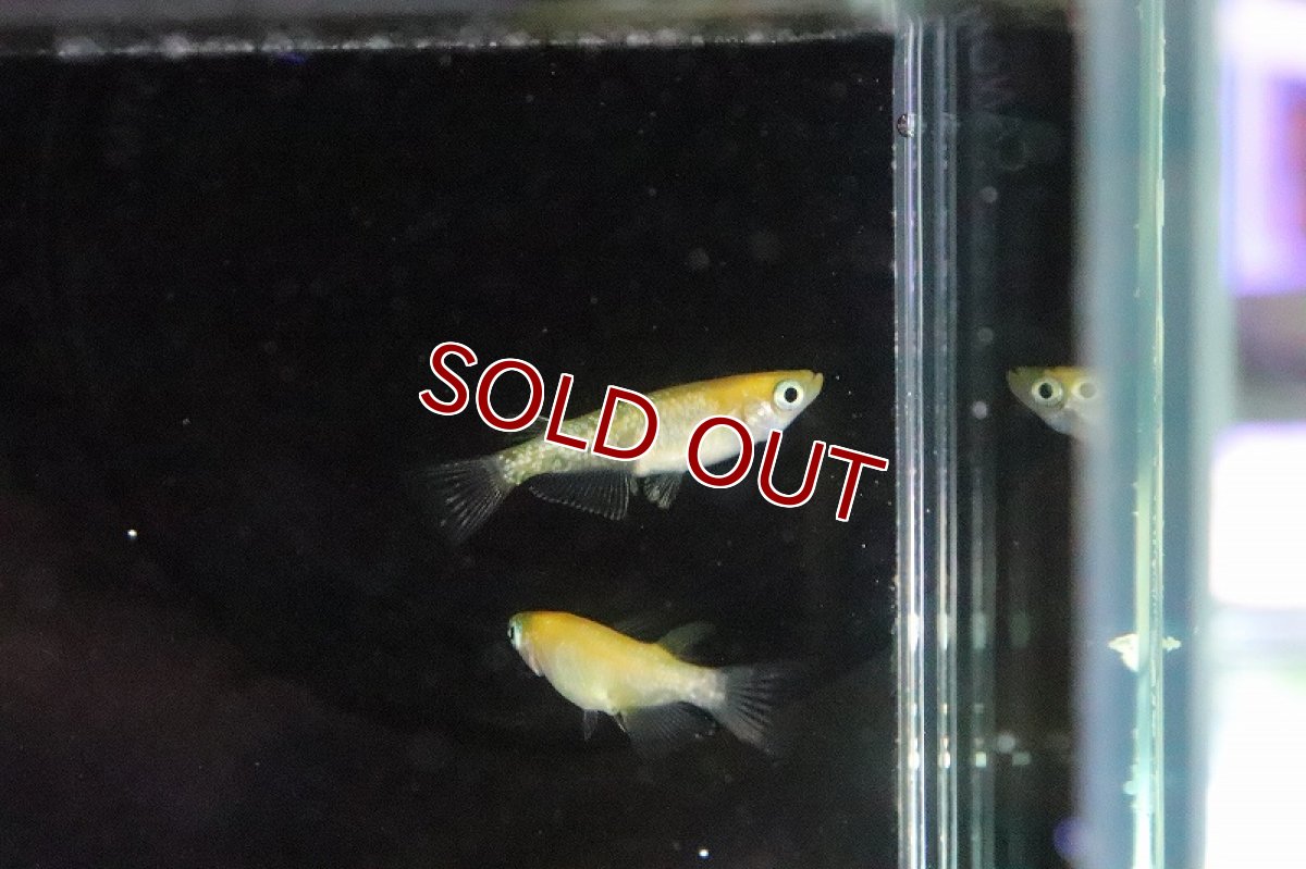 画像5: 【淡水魚】黄桜ラメメダカ【１匹 サンプル画像】(変わりめだか)(生体)(熱帯魚)NKKM (5)