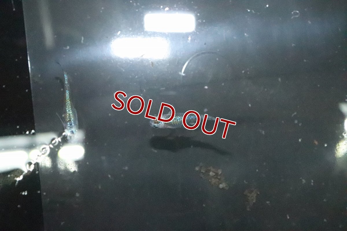 画像2: 【淡水魚】上物 ユリシスメダカ 宮本浩克氏ブリード【１匹 サンプル画像】(変わりめだか)(生体)(熱帯魚)NKKM (2)