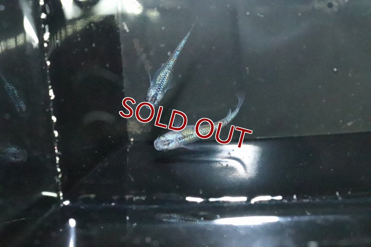 画像3: 【淡水魚】上物 ユリシスメダカ 宮本浩克氏ブリード【１匹 サンプル画像】(変わりめだか)(生体)(熱帯魚)NKKM (3)