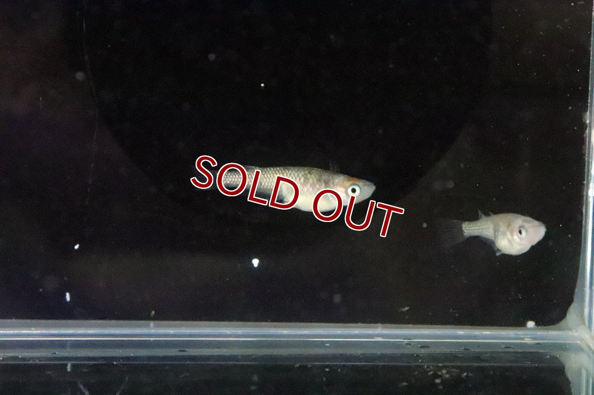 画像4: 【淡水魚】上物 ユリシスメダカ 宮本浩克氏ブリード【１匹 サンプル画像】(変わりめだか)(生体)(熱帯魚)NKKM (4)