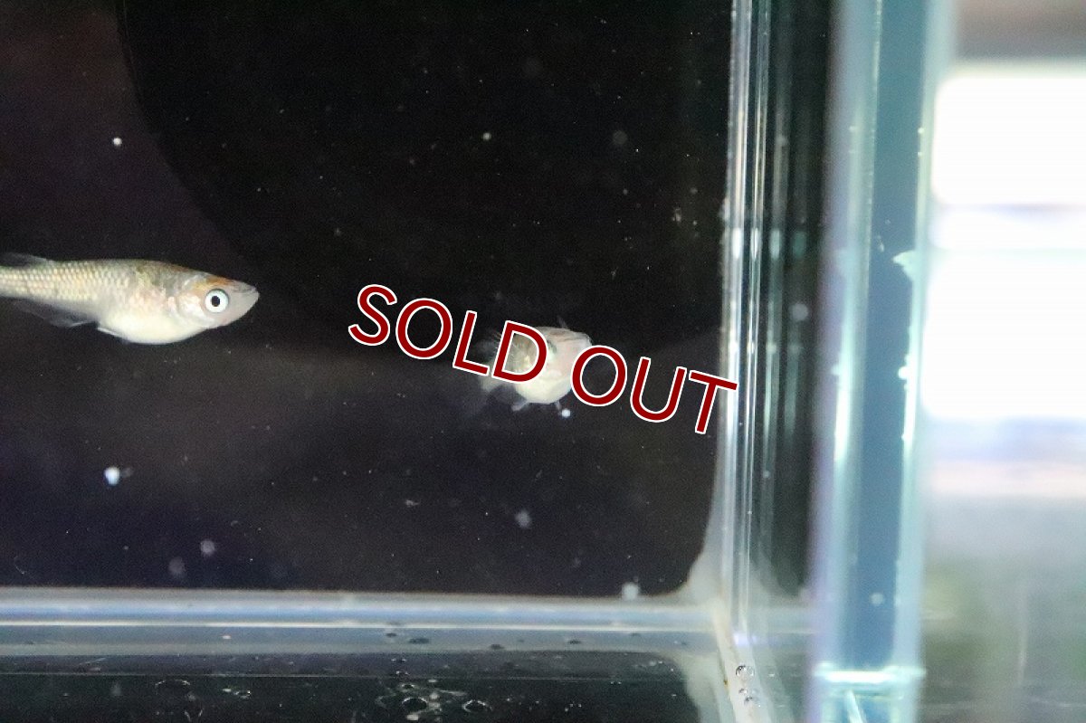 画像5: 【淡水魚】上物 ユリシスメダカ 宮本浩克氏ブリード【１匹 サンプル画像】(変わりめだか)(生体)(熱帯魚)NKKM (5)