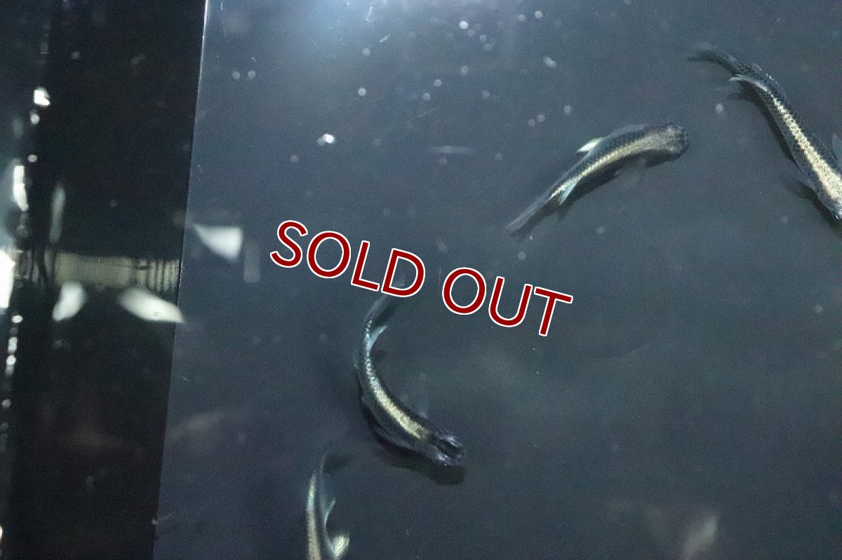 画像2: 【淡水魚】古龍メダカ【１匹 サンプル画像】(変わりめだか)(生体)(熱帯魚)NKKM (2)