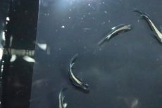 画像2: 【淡水魚】【通販】古龍メダカ【１匹 サンプル画像】(変わりめだか)(生体)(熱帯魚)NKKM (2)