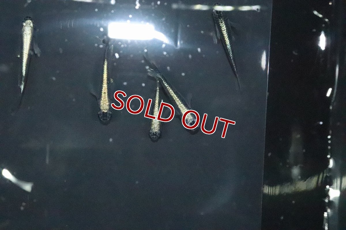 画像3: 【淡水魚】古龍メダカ【１匹 サンプル画像】(変わりめだか)(生体)(熱帯魚)NKKM (3)