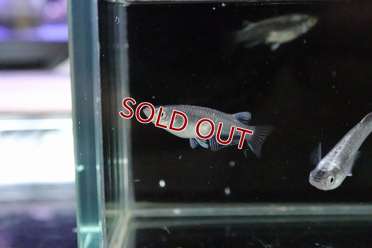 画像4: 【淡水魚】古龍メダカ【１匹 サンプル画像】(変わりめだか)(生体)(熱帯魚)NKKM (4)