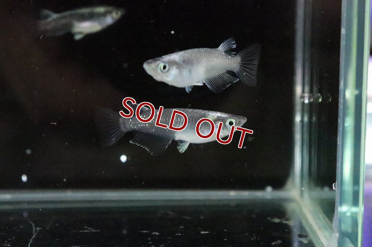 画像5: 【淡水魚】古龍メダカ【１匹 サンプル画像】(変わりめだか)(生体)(熱帯魚)NKKM (5)