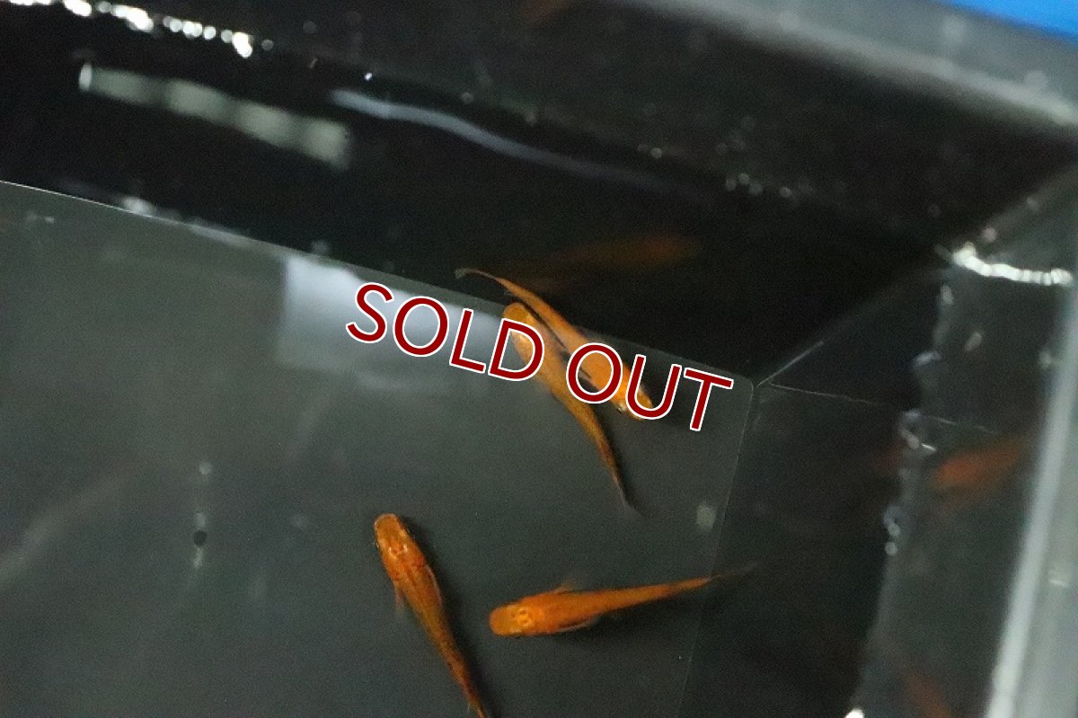 画像2: 【淡水魚】紅薊メダカ 桃ちゃんめだかブリード【１匹 サンプル画像】(変わりめだか)(生体)(熱帯魚)NKKM (2)