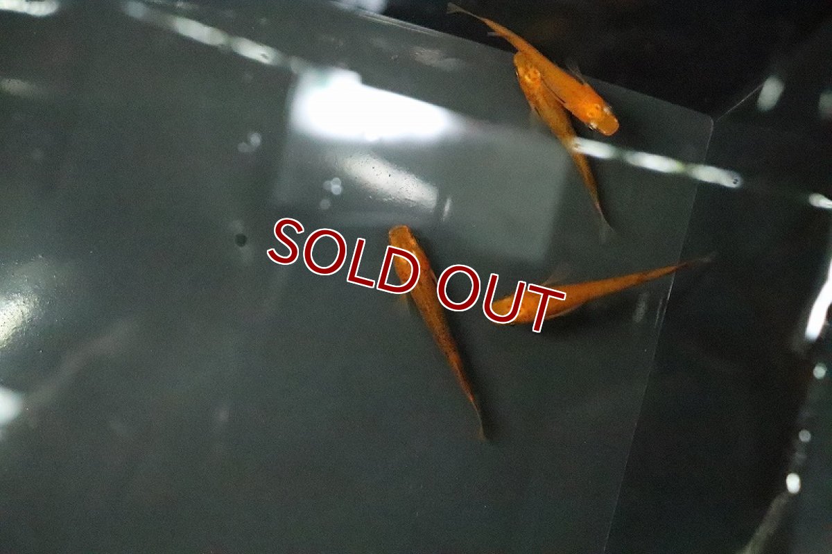 画像3: 【淡水魚】紅薊メダカ 桃ちゃんめだかブリード【１匹 サンプル画像】(変わりめだか)(生体)(熱帯魚)NKKM (3)