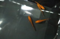 画像3: 【淡水魚】【通販】紅薊メダカ 桃ちゃんめだかブリード【１匹 サンプル画像】(変わりめだか)(生体)(熱帯魚)NKKM (3)