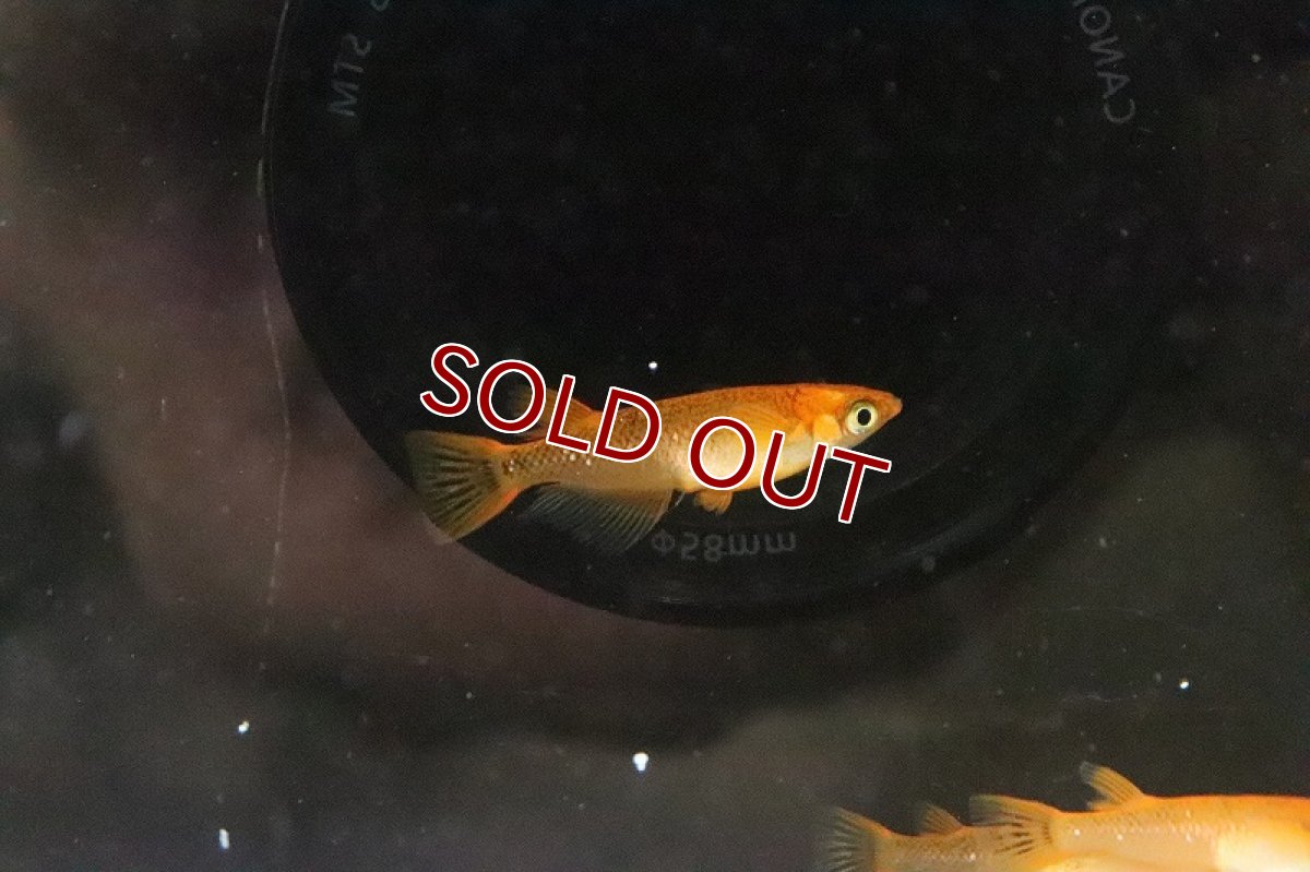 画像4: 【淡水魚】紅薊メダカ 桃ちゃんめだかブリード【１匹 サンプル画像】(変わりめだか)(生体)(熱帯魚)NKKM (4)