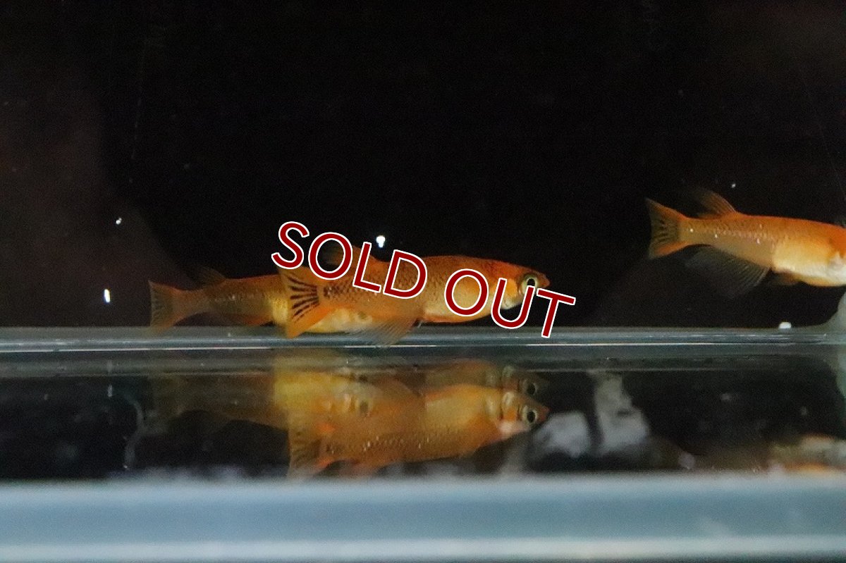 画像5: 【淡水魚】紅薊メダカ 桃ちゃんめだかブリード【１匹 サンプル画像】(変わりめだか)(生体)(熱帯魚)NKKM (5)