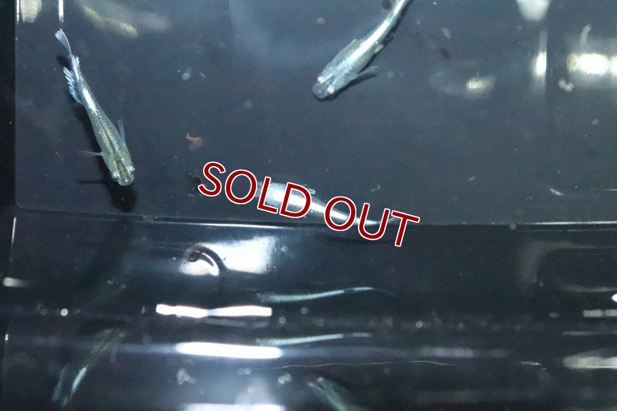 画像2: 【淡水魚】グランブルーメダカ 桃ちゃんめだかブリード【１匹 サンプル画像】(変わりめだか)(生体)(熱帯魚)NKKM (2)