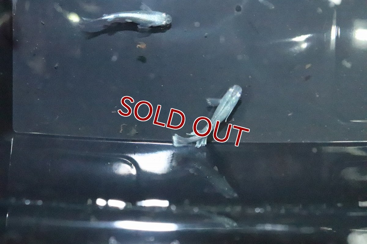 画像3: 【淡水魚】グランブルーメダカ 桃ちゃんめだかブリード【１匹 サンプル画像】(変わりめだか)(生体)(熱帯魚)NKKM (3)