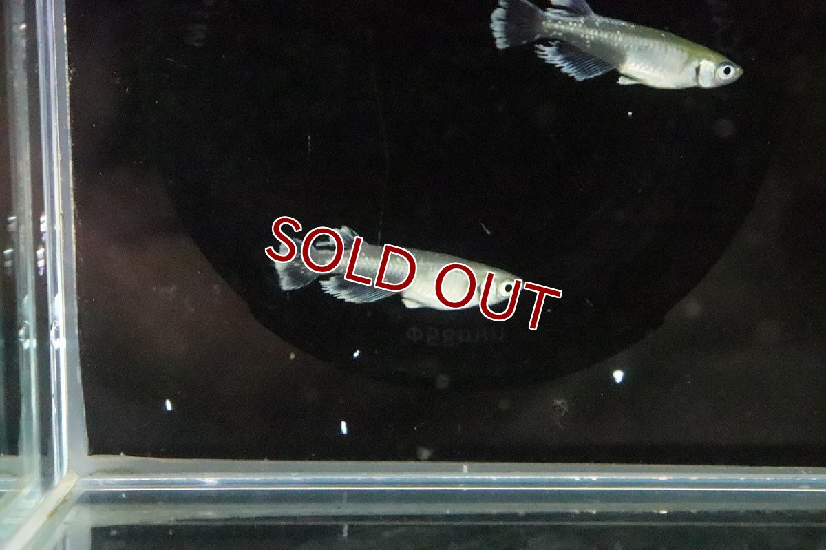 画像4: 【淡水魚】グランブルーメダカ 桃ちゃんめだかブリード【１匹 サンプル画像】(変わりめだか)(生体)(熱帯魚)NKKM (4)